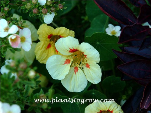 The flowers tend to fad to this lighter cream color but start off as the darker yellow.